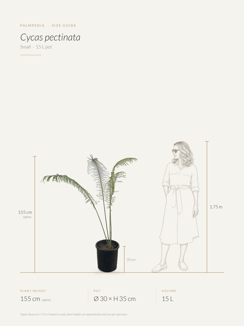 Cycas pectinata – size guide