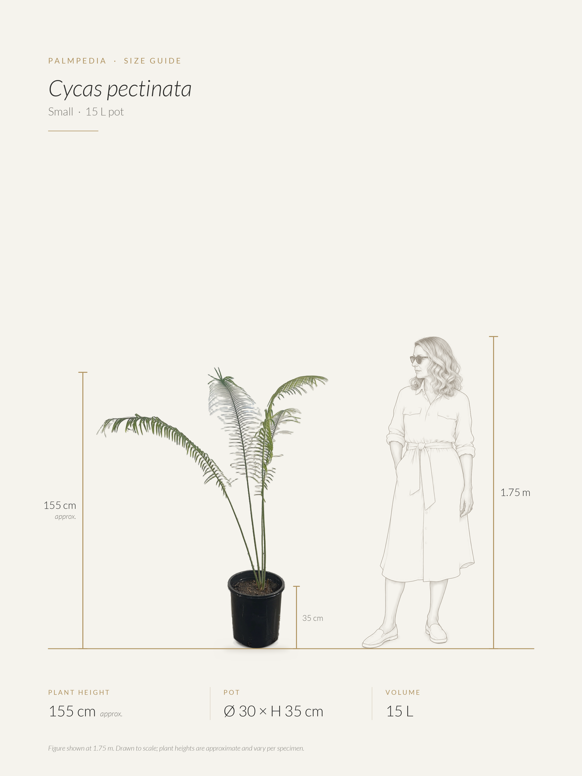 Cycas pectinata – size guide