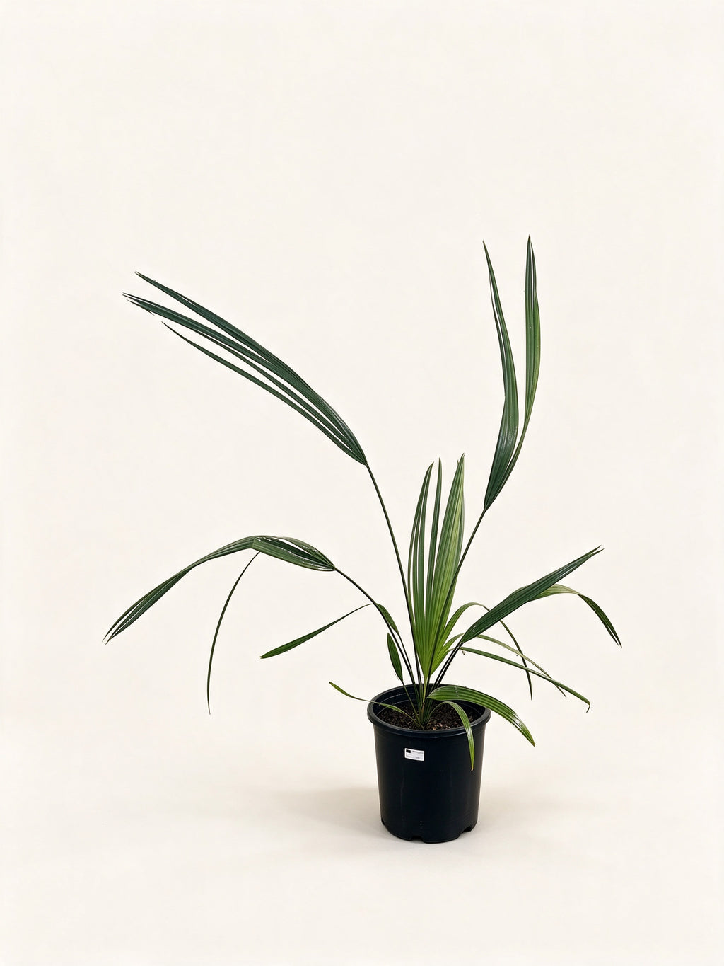 Sabal palmetto 'Lisa'
