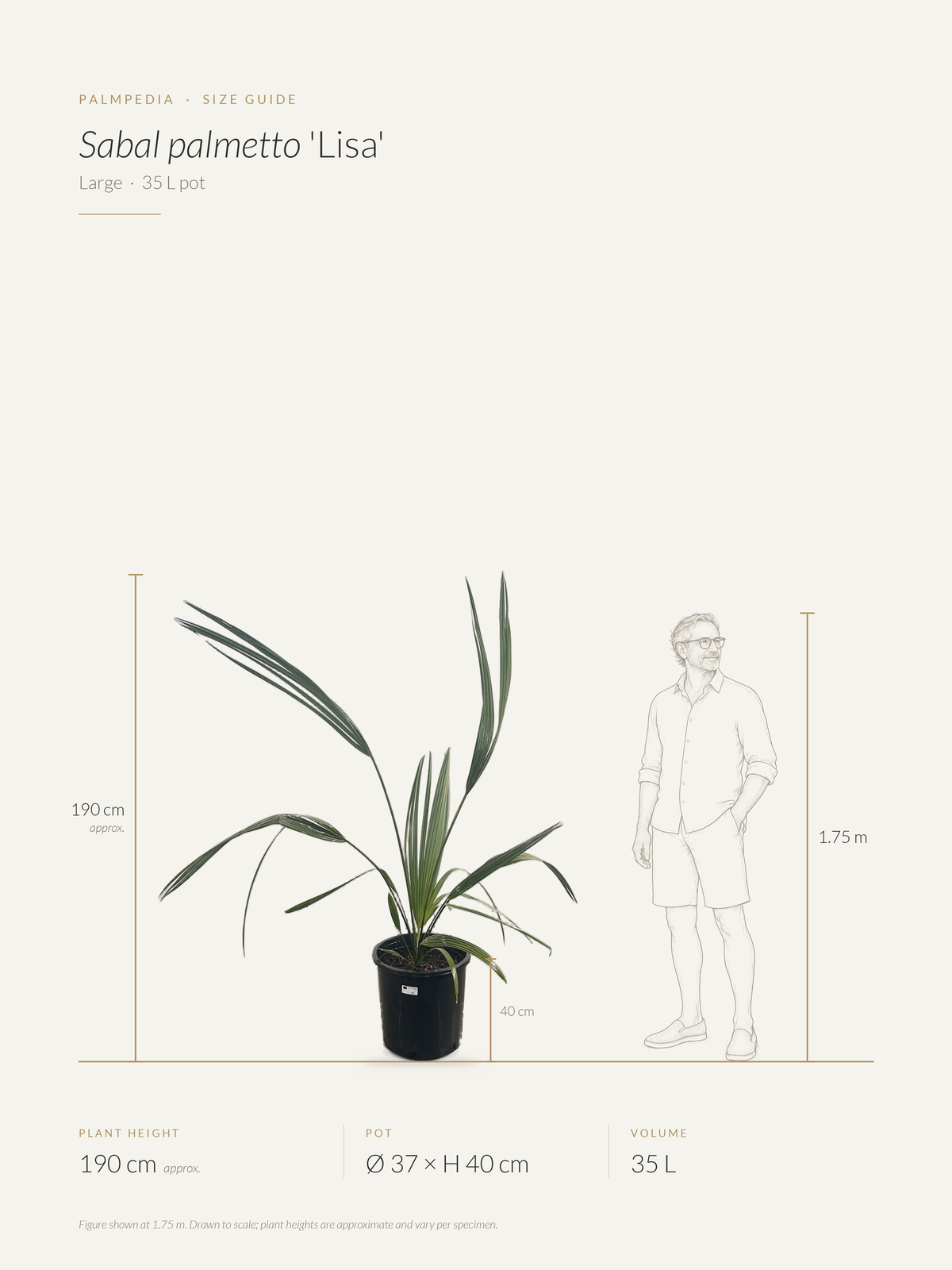 Sabal palmetto 'Lisa' – size guide