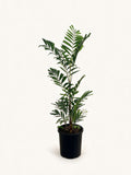 Ptychosperma burretianum