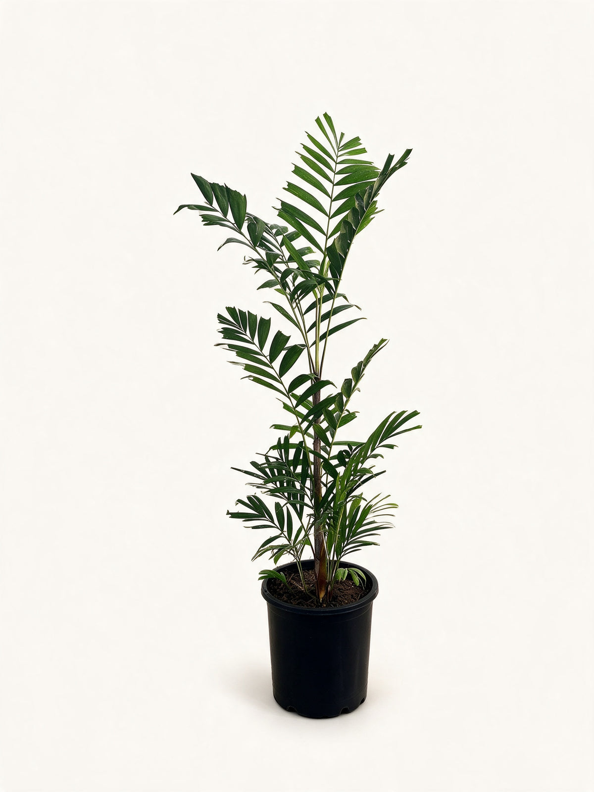 Ptychosperma burretianum
