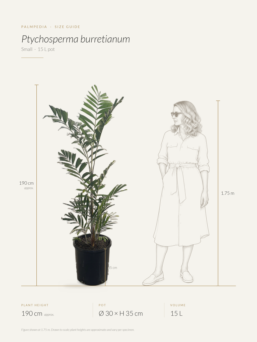 Ptychosperma burretianum – size guide