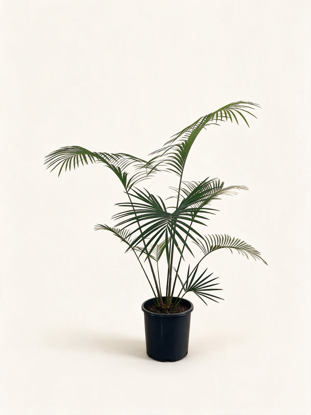 Cycas chevalieri