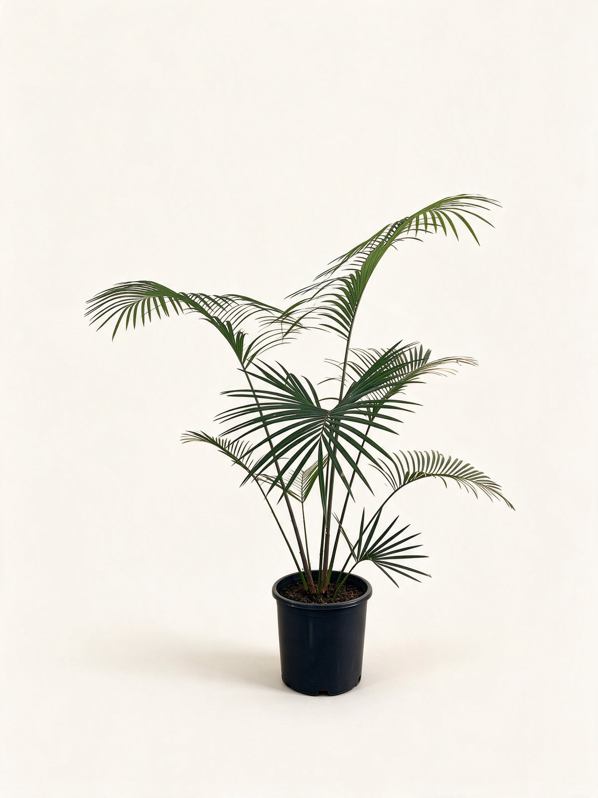 Cycas chevalieri