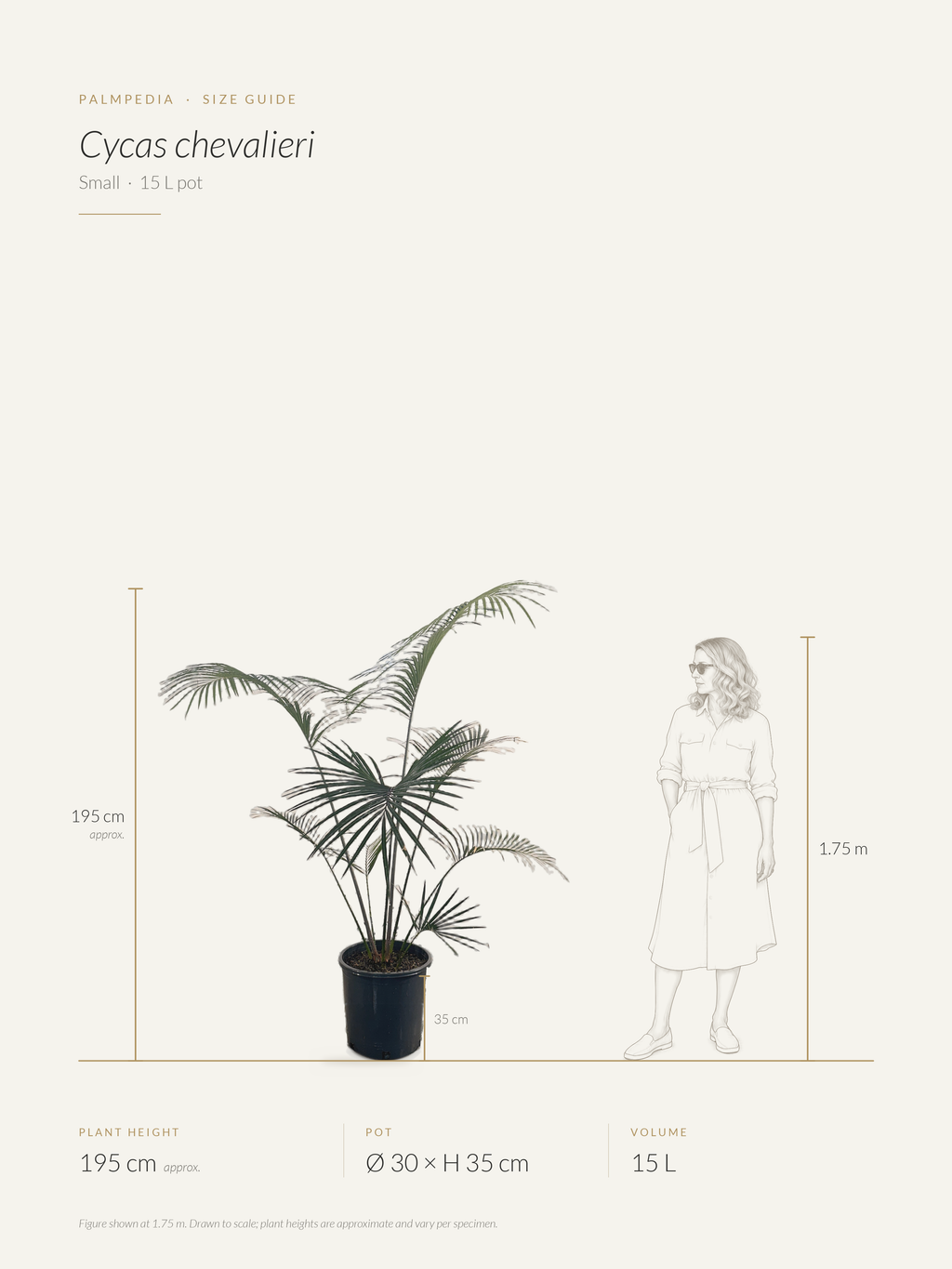 Cycas chevalieri – size guide
