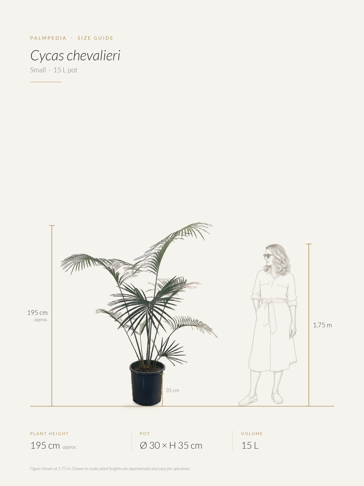 Cycas chevalieri – size guide