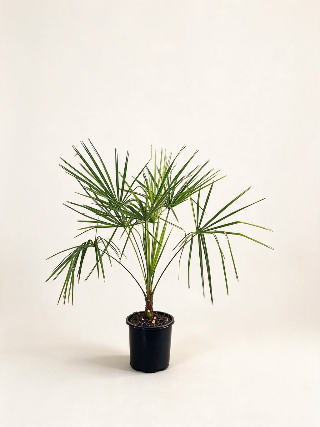 Livistona decora