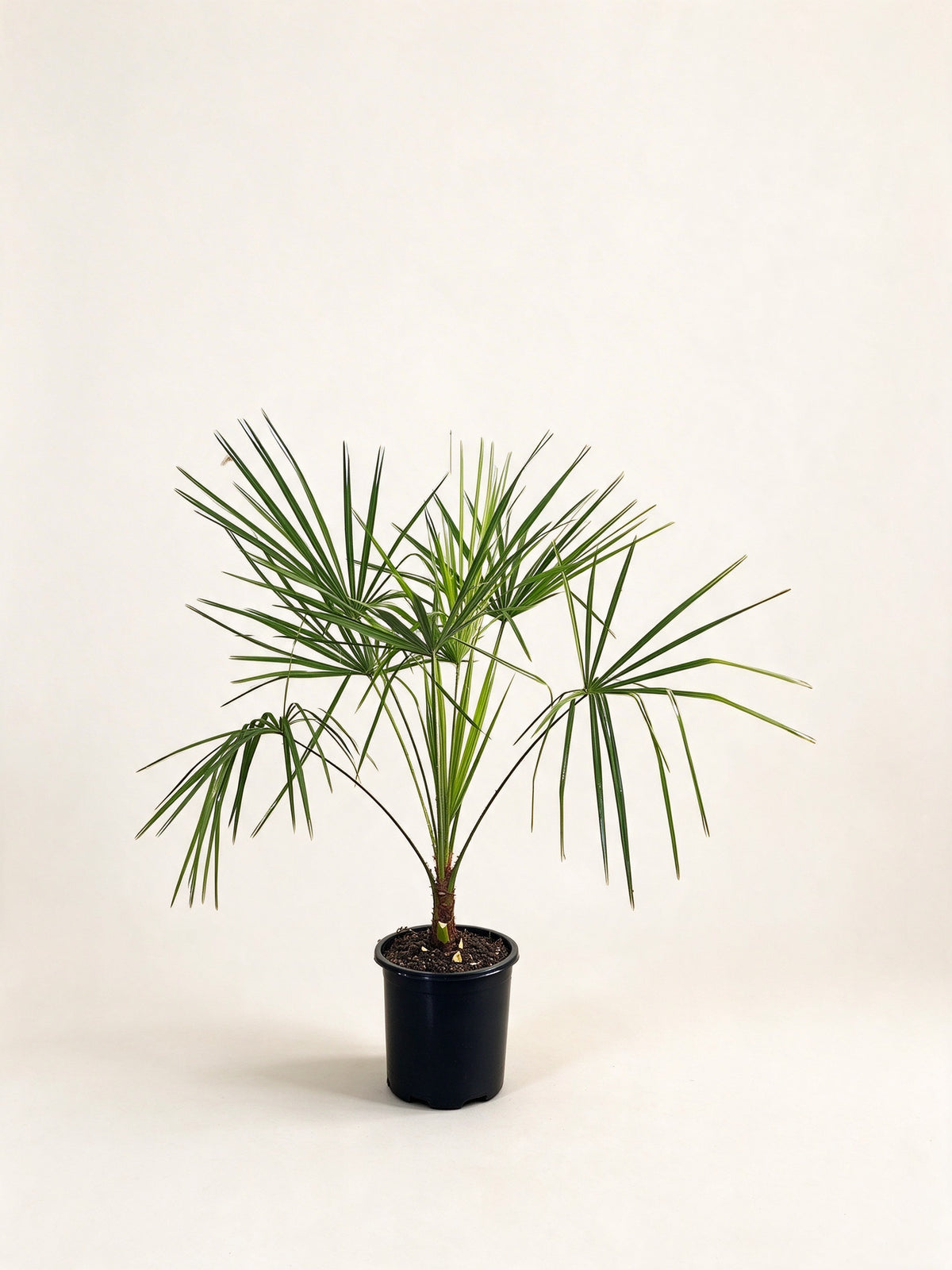 Livistona decora
