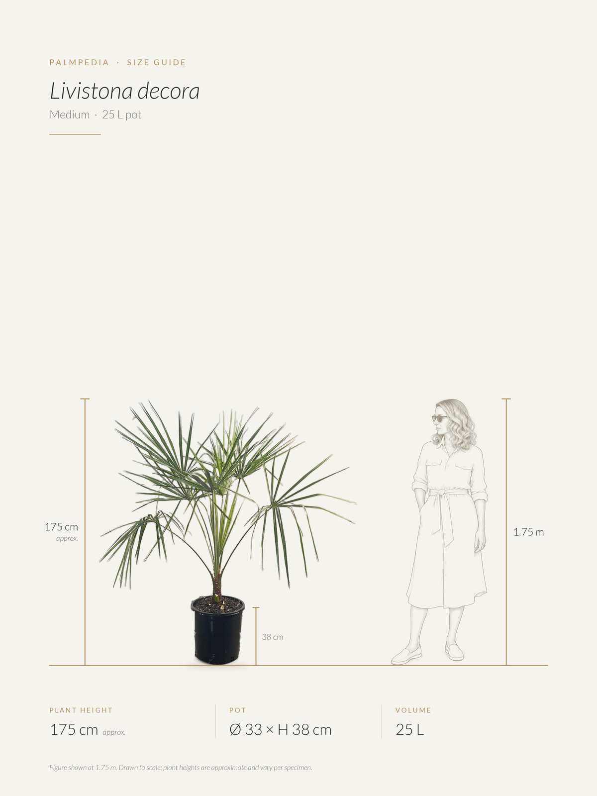 Livistona decora – size guide