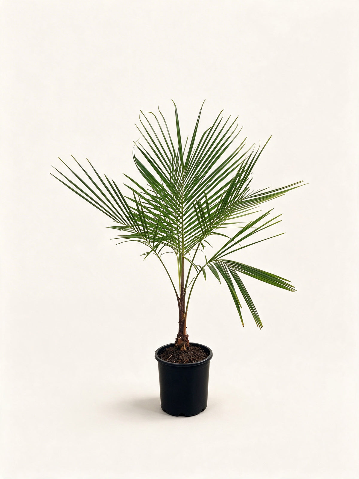 Beccariophoenix alfredii