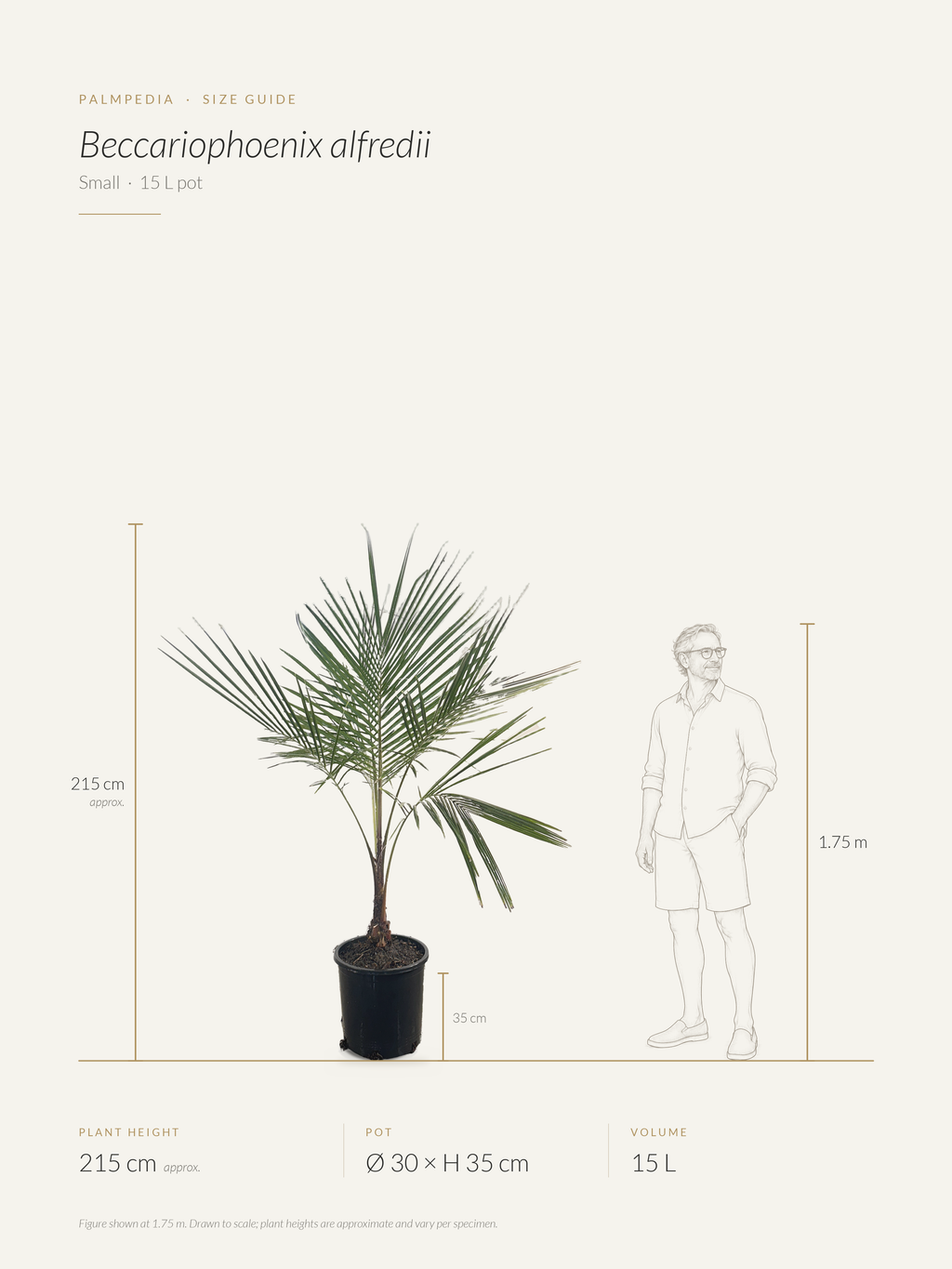 Beccariophoenix alfredii – size guide