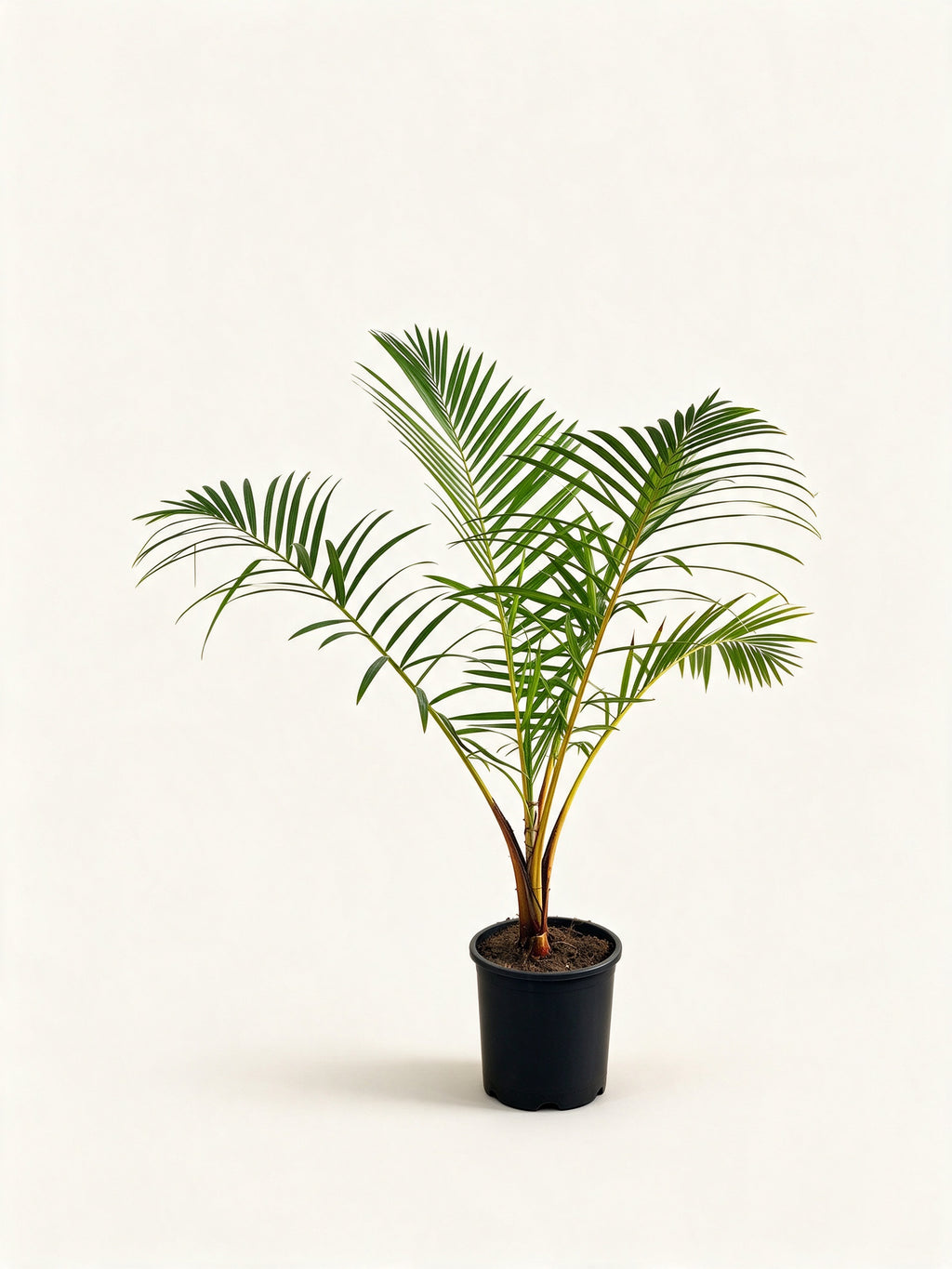 Raphia australis