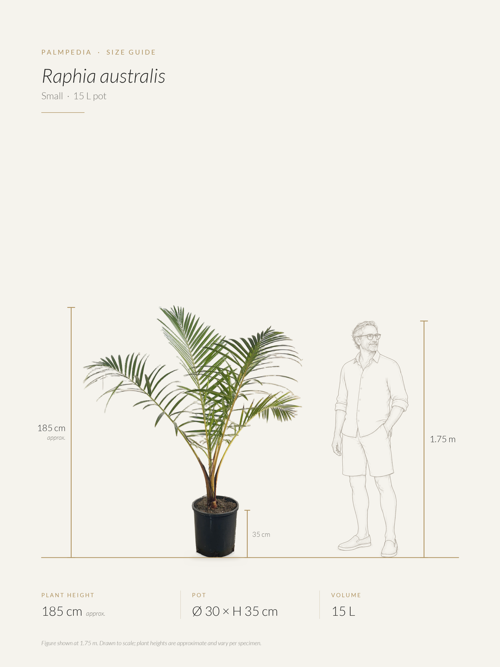 Raphia australis – size guide