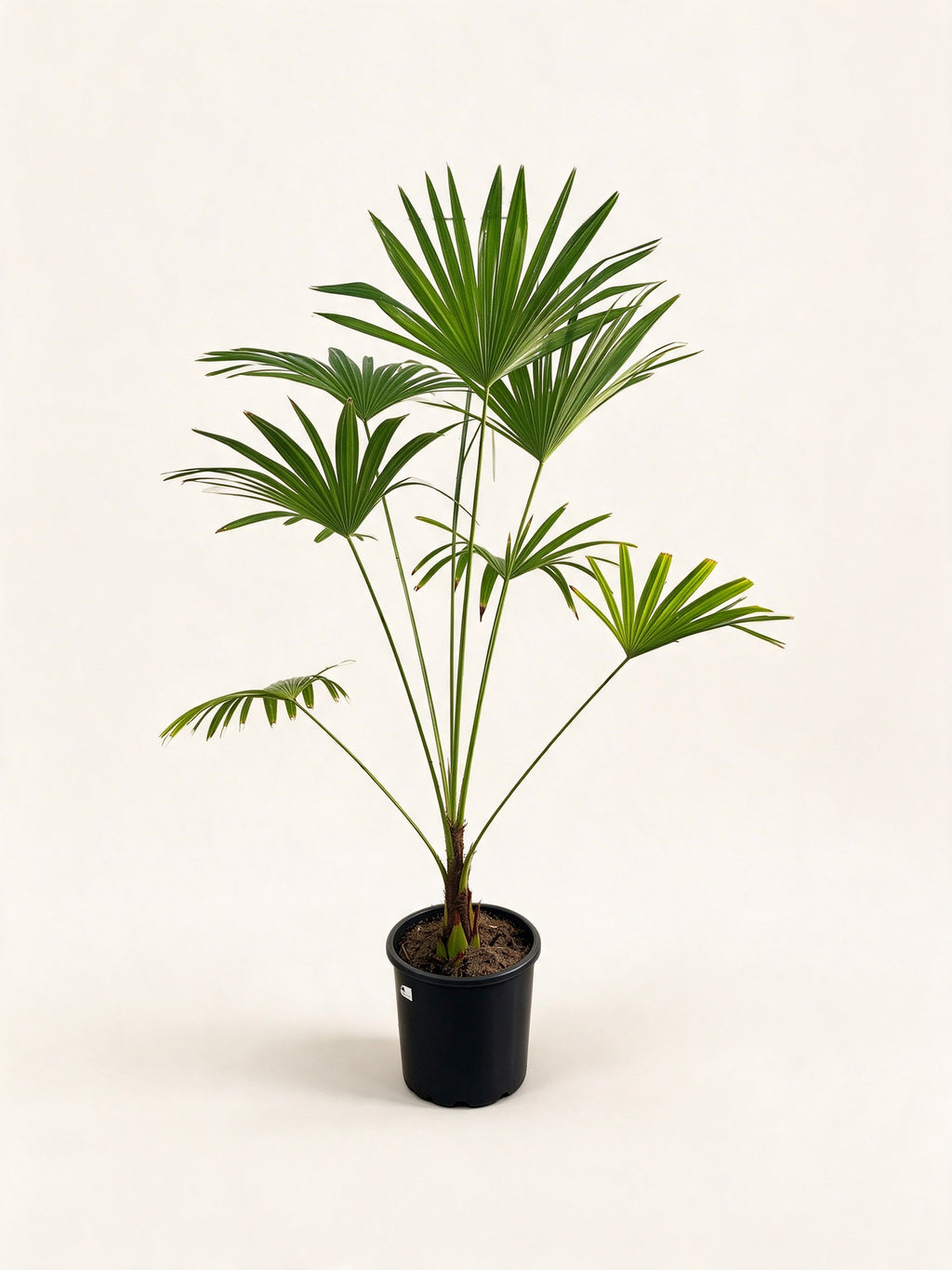 Trachycarpus latisectus