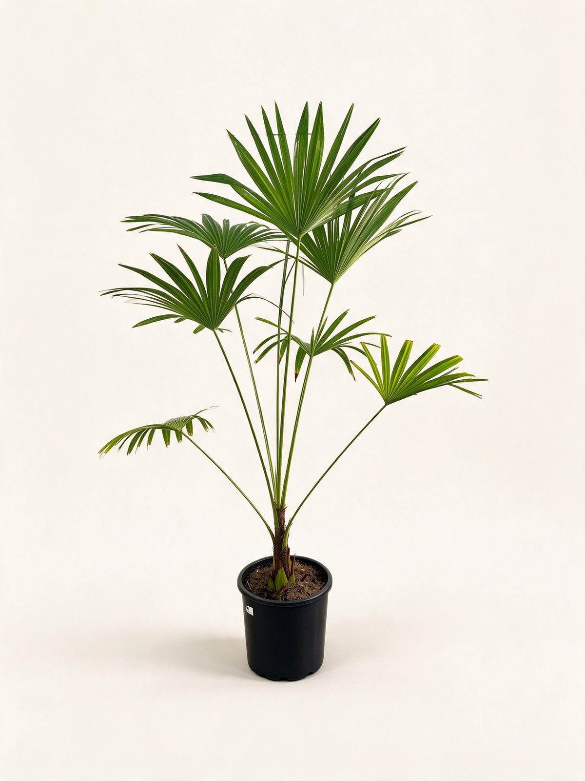 Trachycarpus latisectus