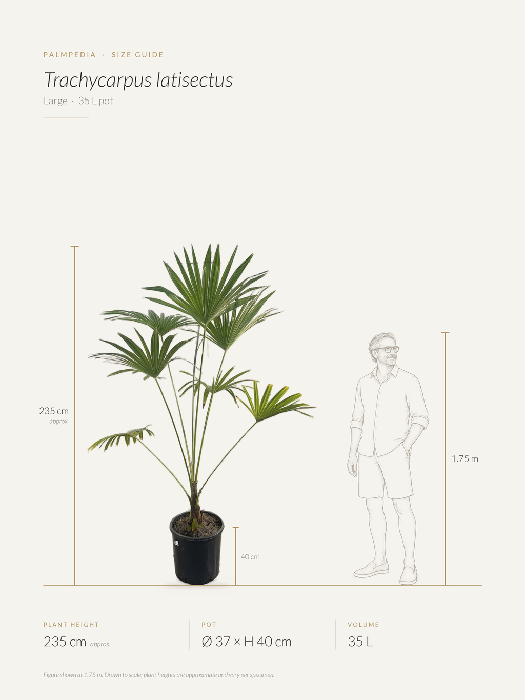 Trachycarpus latisectus – size guide