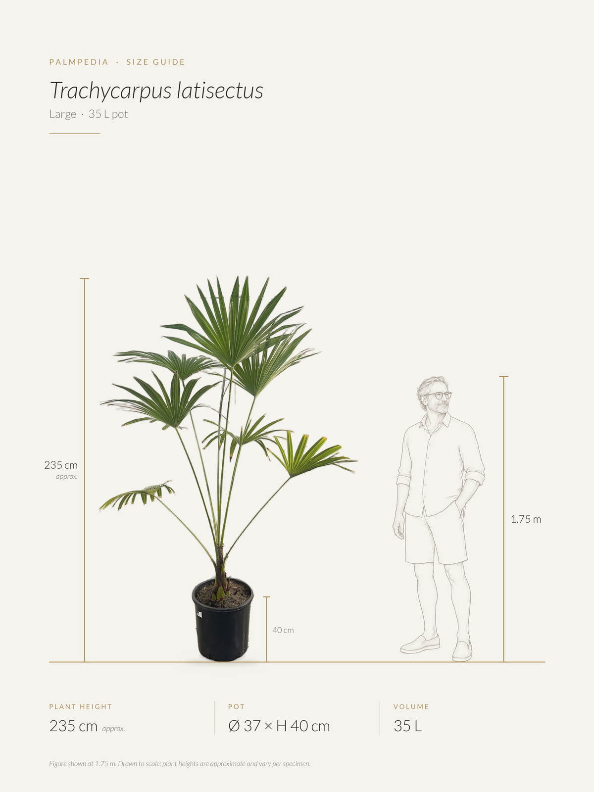 Trachycarpus latisectus – size guide