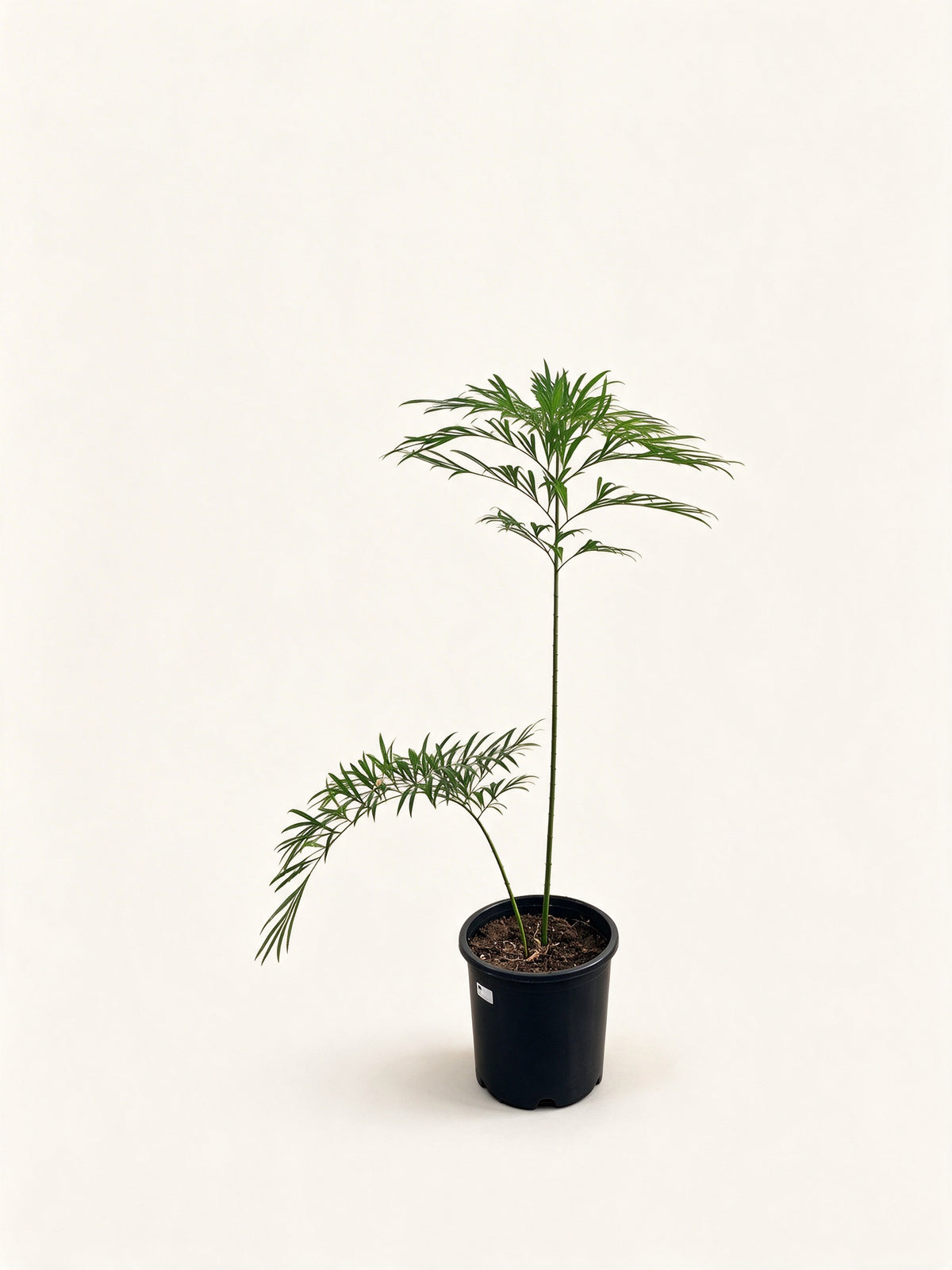 Cycas debaoensis