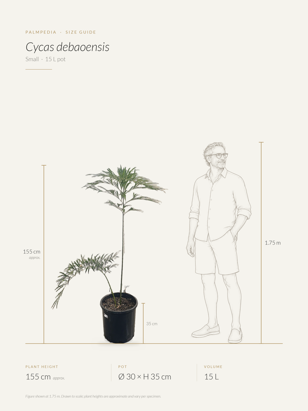 Cycas debaoensis – size guide