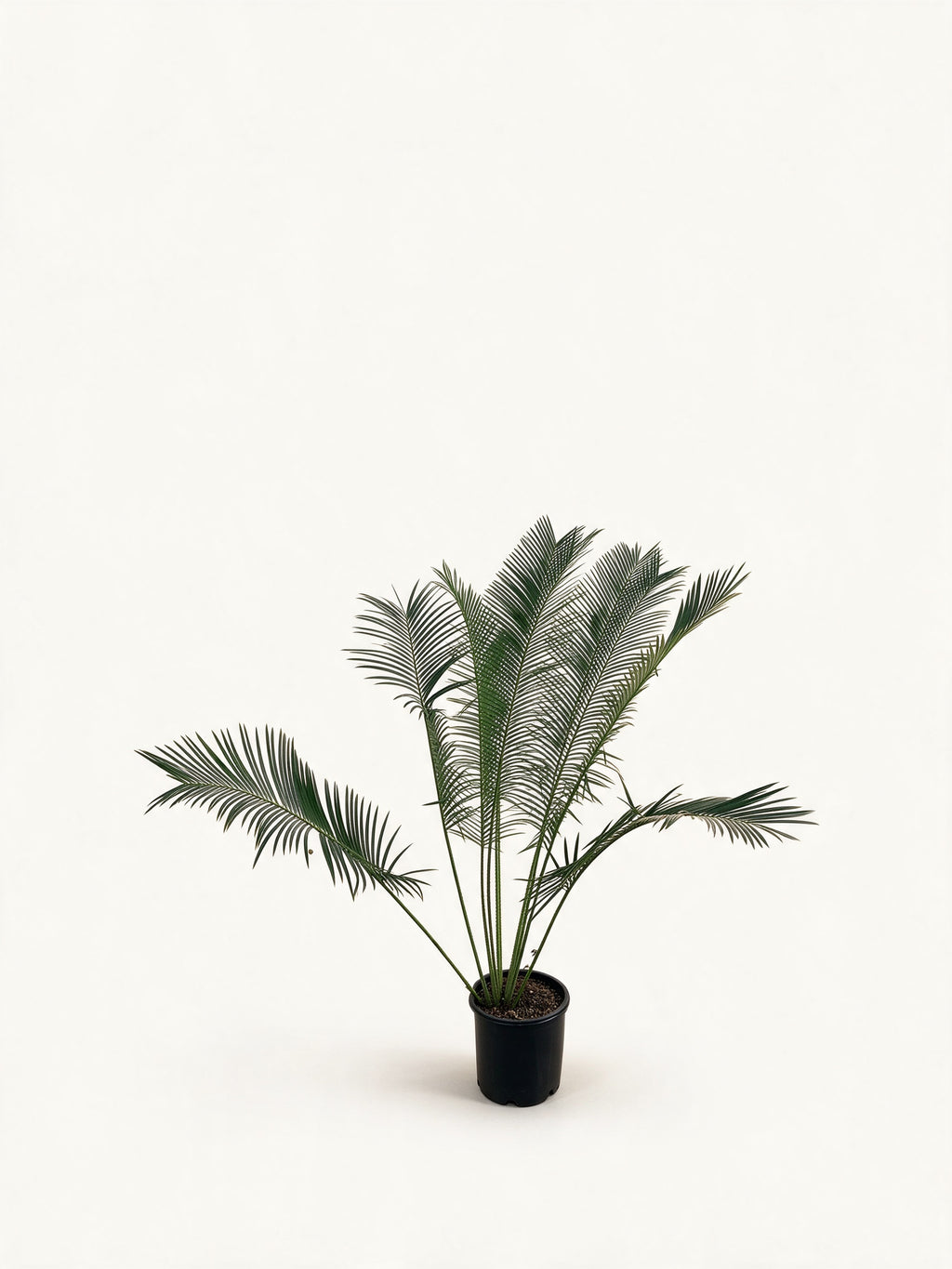 Cycas pectinata