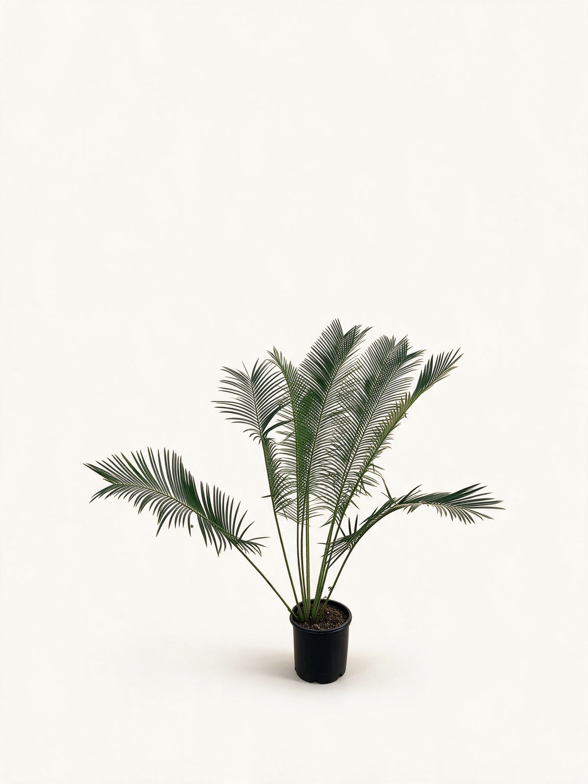 Cycas pectinata
