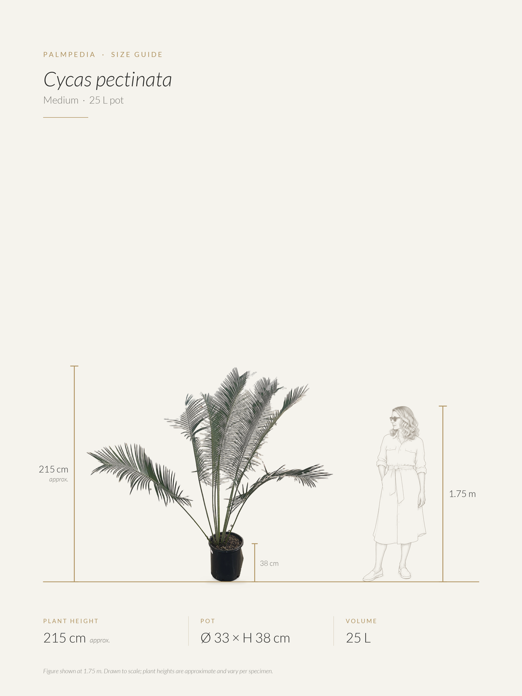 Cycas pectinata – size guide