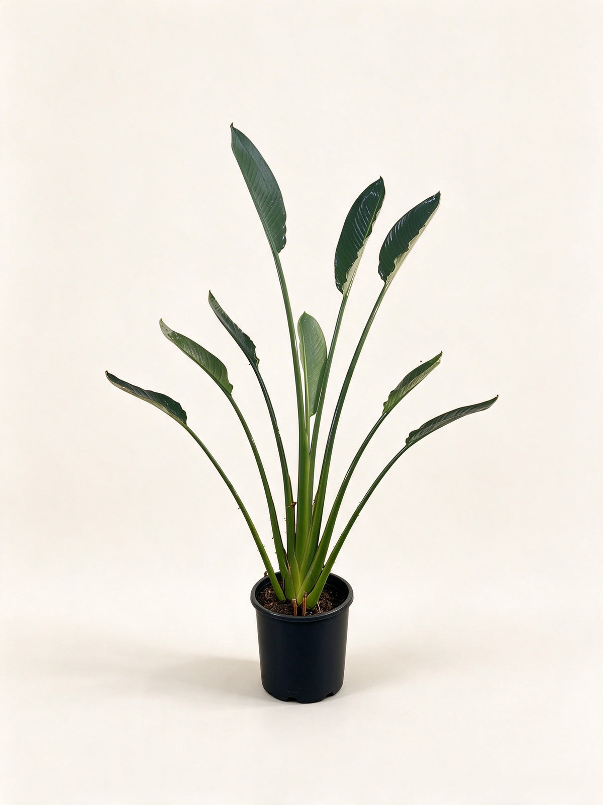 Strelitzia reginae