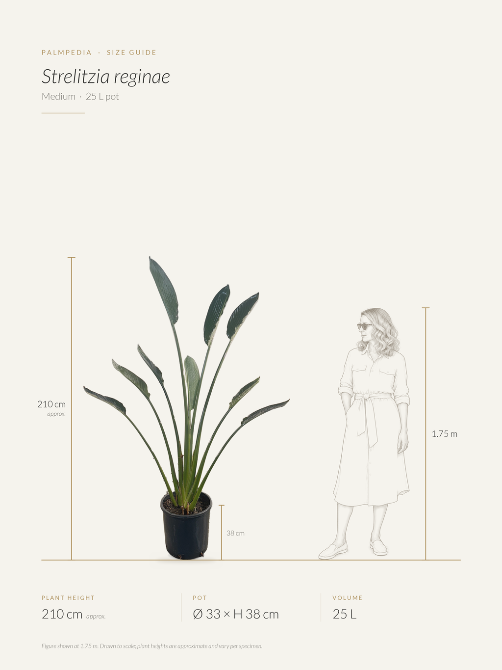 Strelitzia reginae – size guide