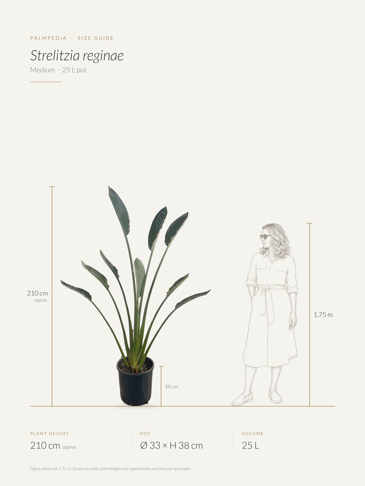 Strelitzia reginae – size guide