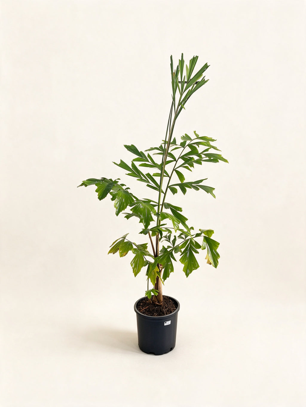 Caryota mitis