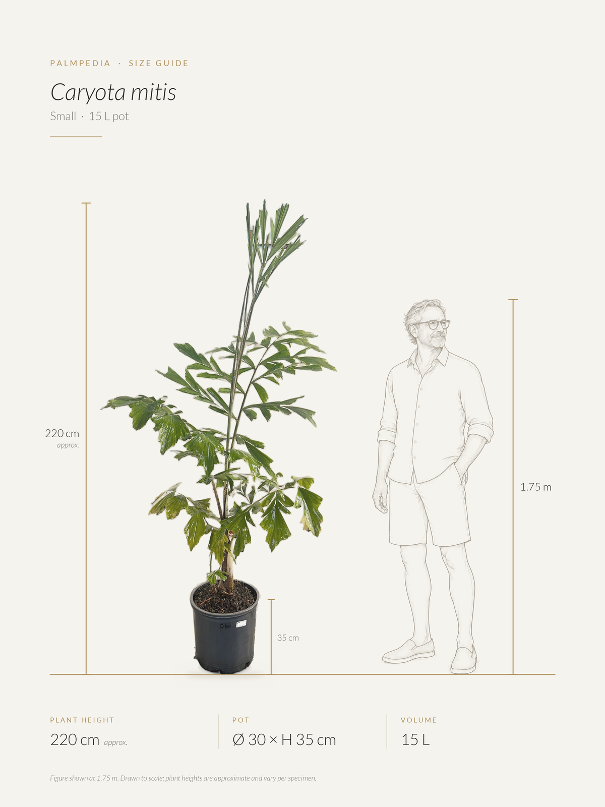 Caryota mitis – size guide