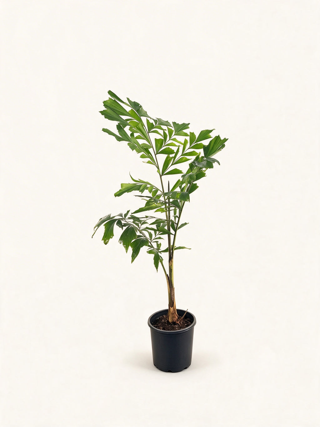 Caryota mitis
