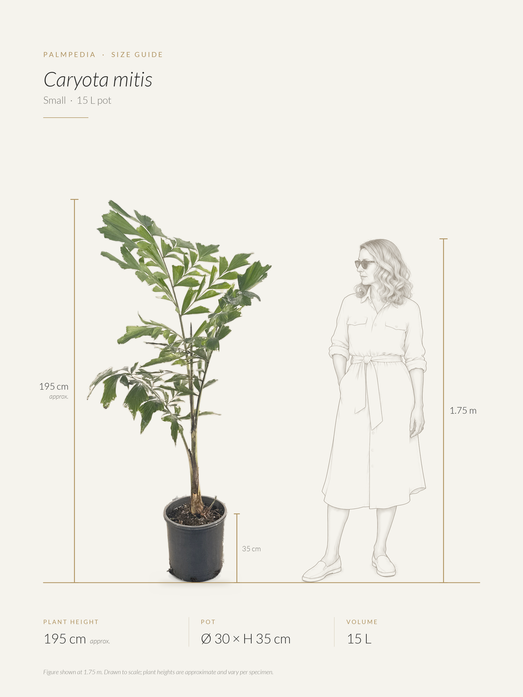 Caryota mitis – size guide