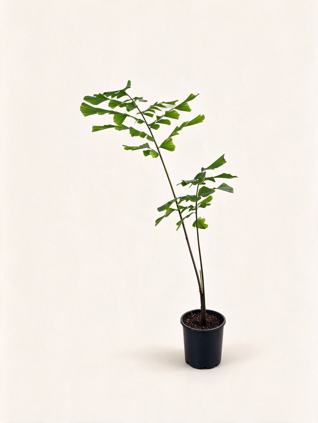 Caryota obtusa 'Thailand'