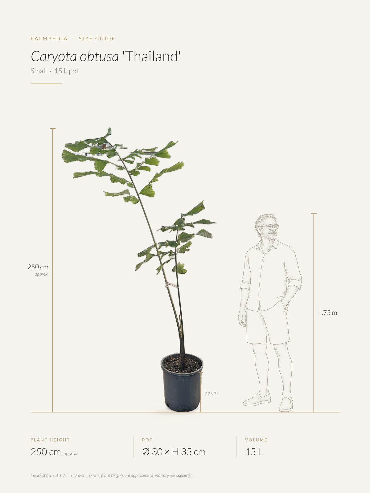 Caryota obtusa 'Thailand' – size guide