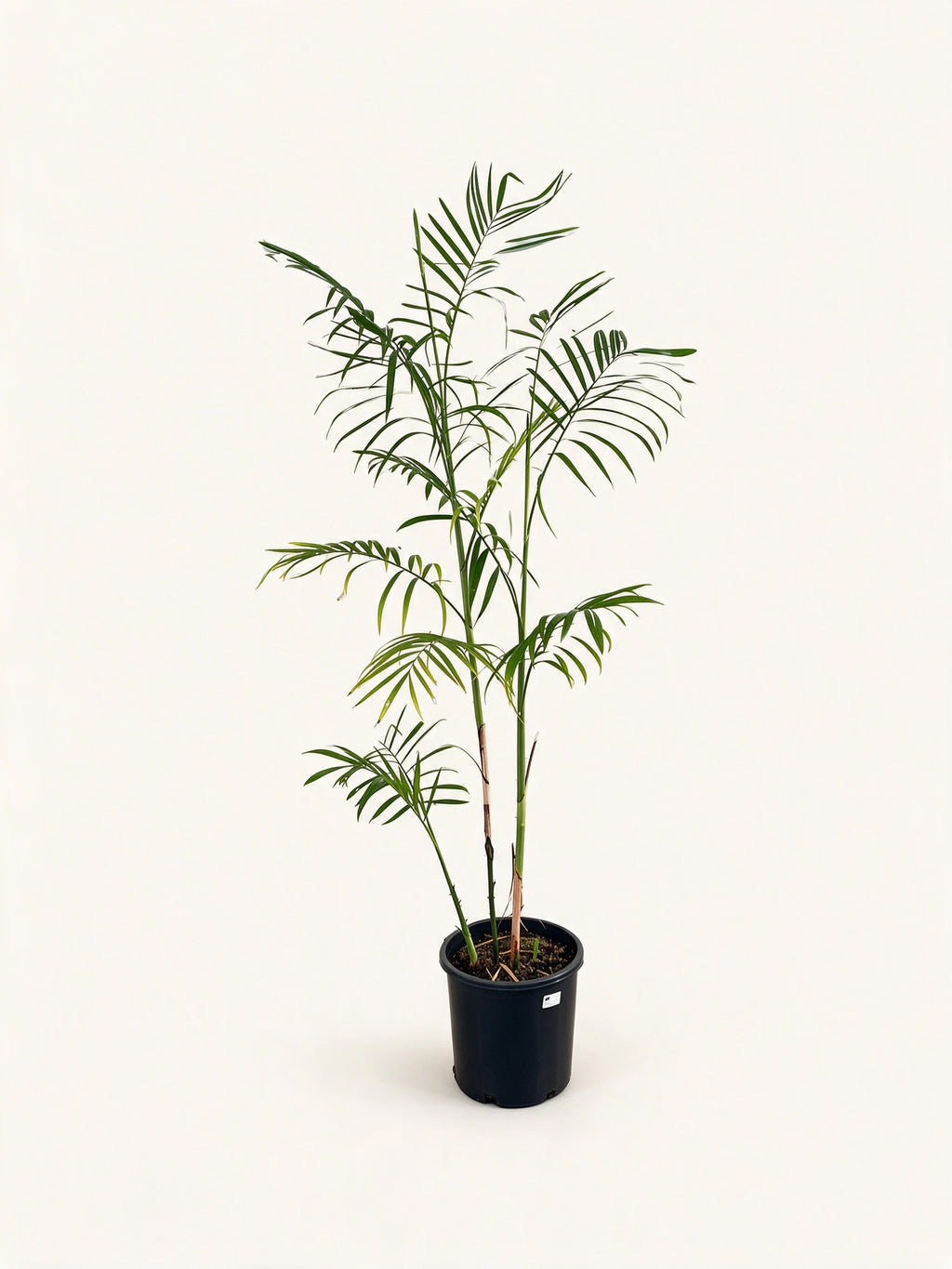 Chamaedorea seifrizii
