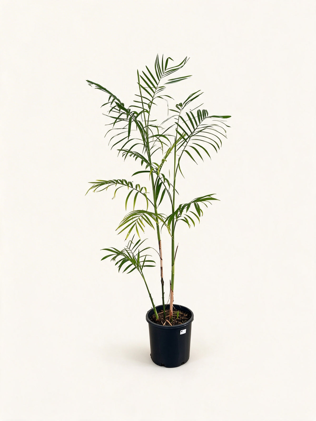 Chamaedorea seifrizii