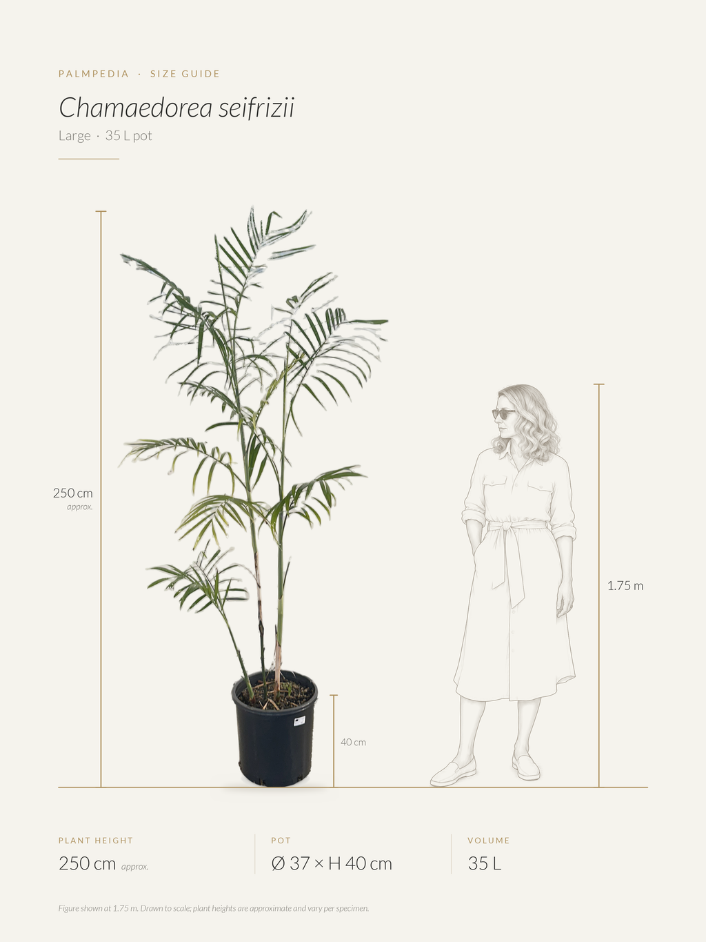 Chamaedorea seifrizii – size guide