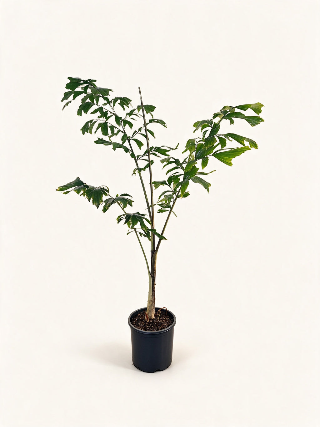 Caryota monostachya