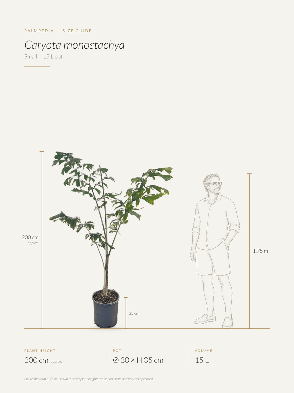 Caryota monostachya – size guide