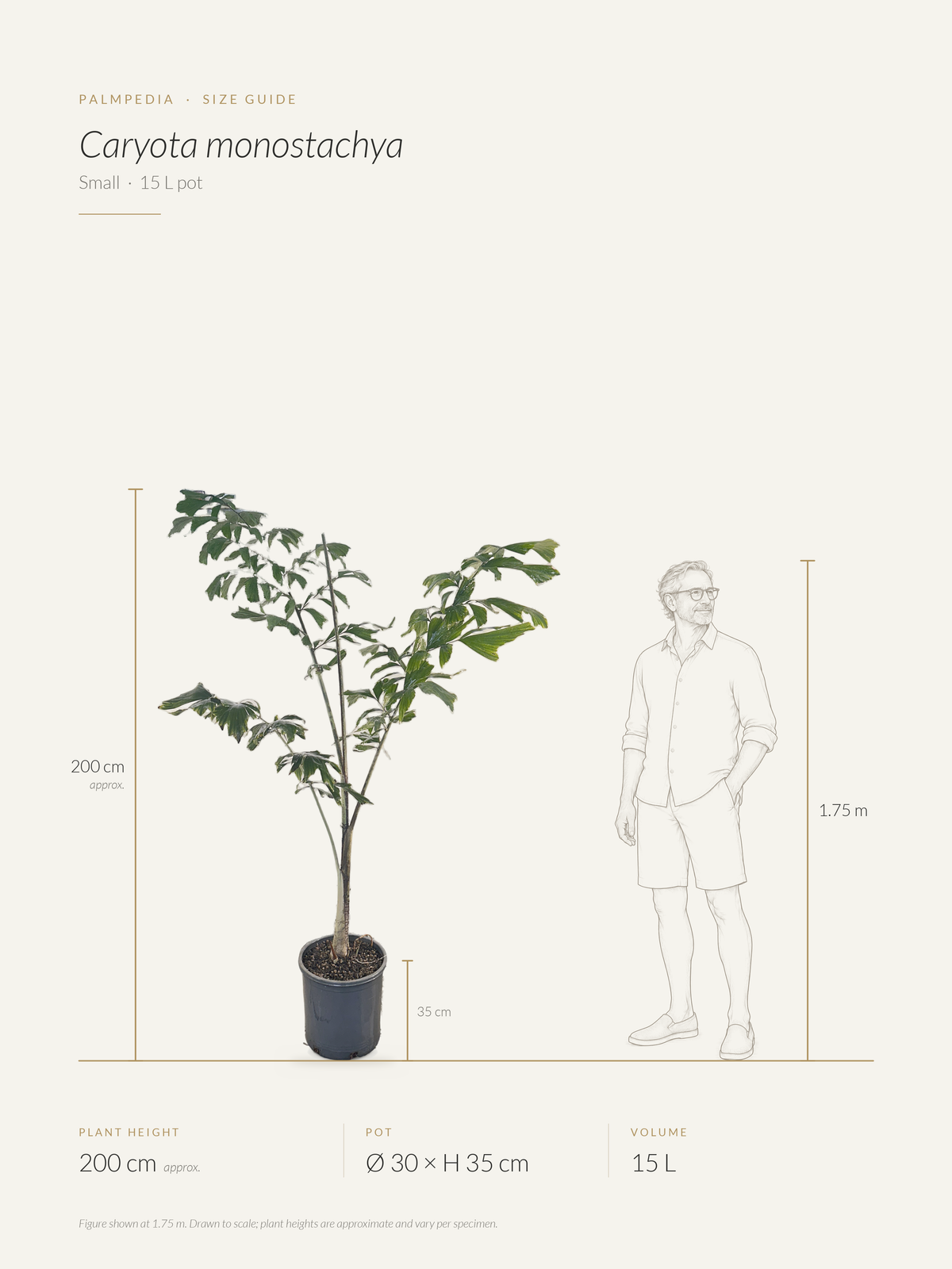 Caryota monostachya – size guide