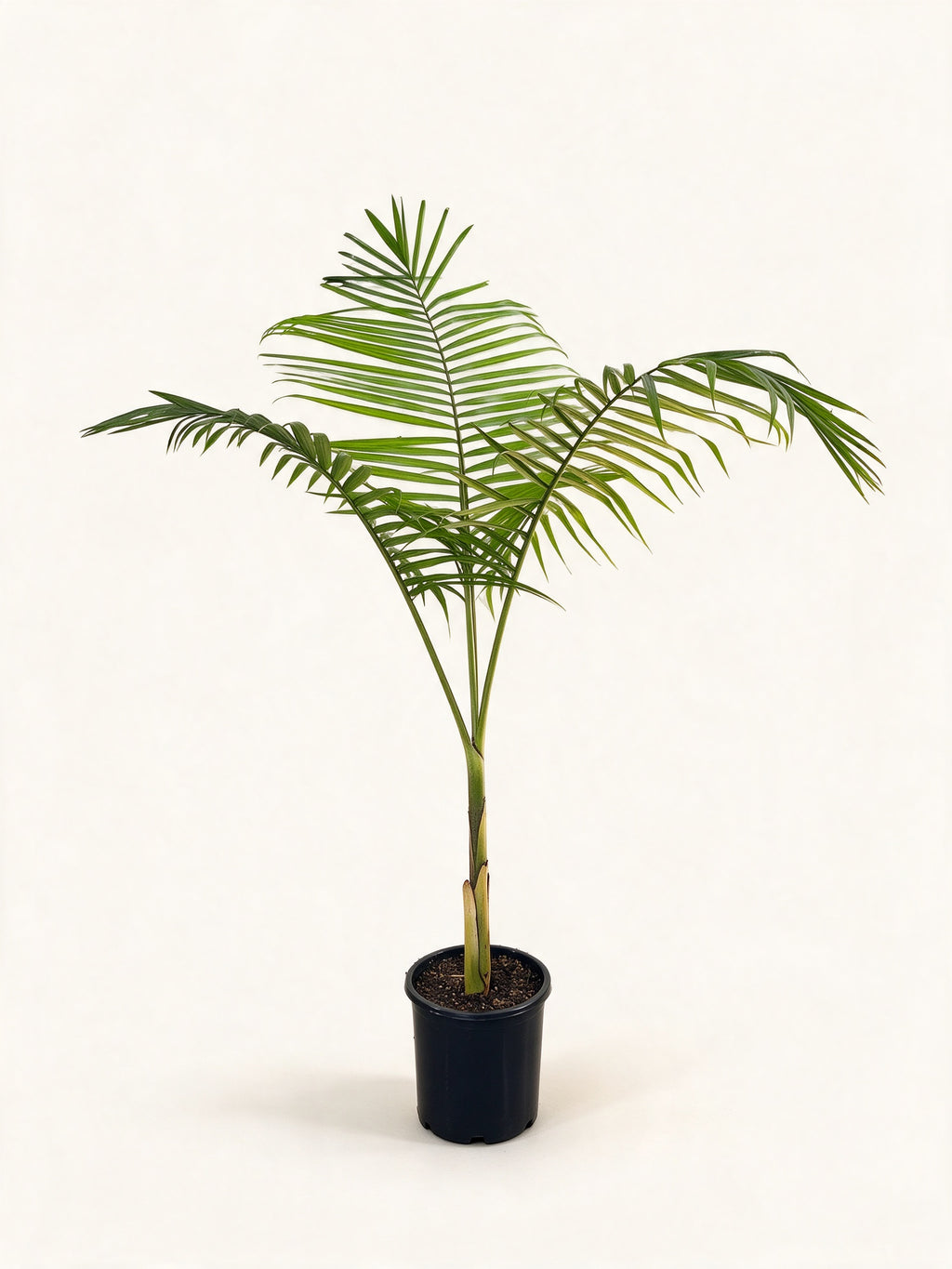 Archontophoenix cunninghamiana