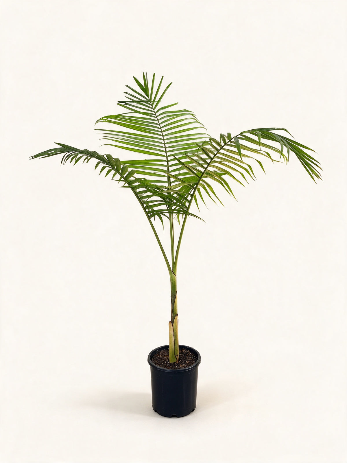 Archontophoenix cunninghamiana
