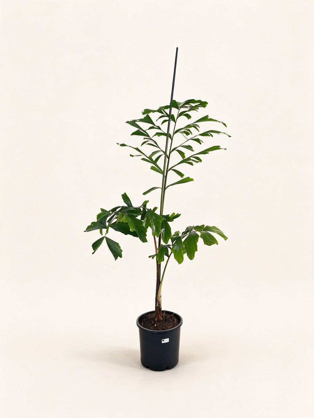 Caryota mitis
