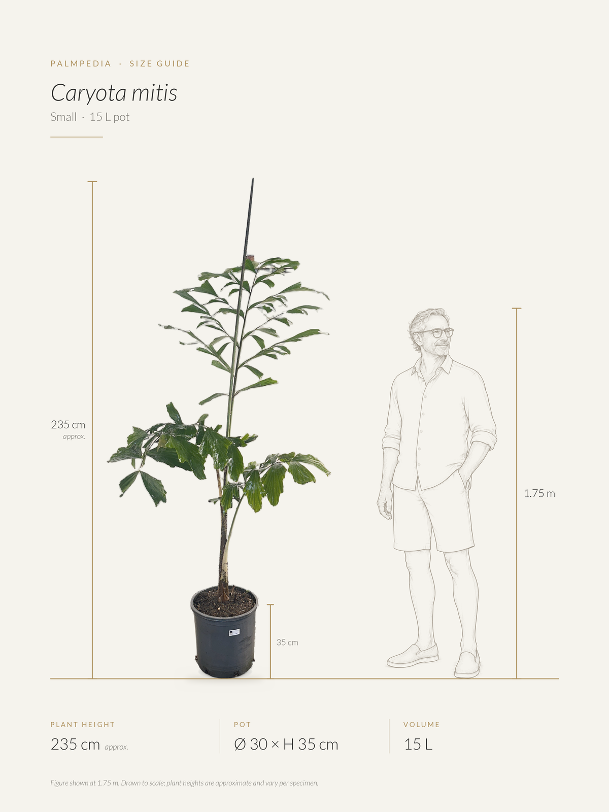 Caryota mitis – size guide