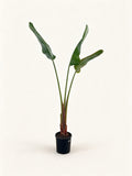 Strelitzia nicolai