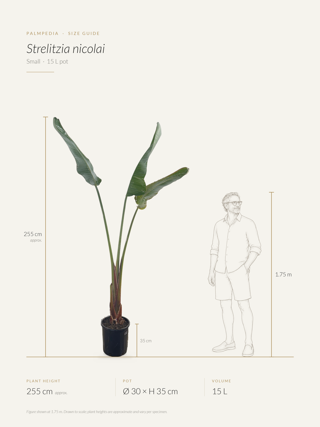 Strelitzia nicolai – size guide