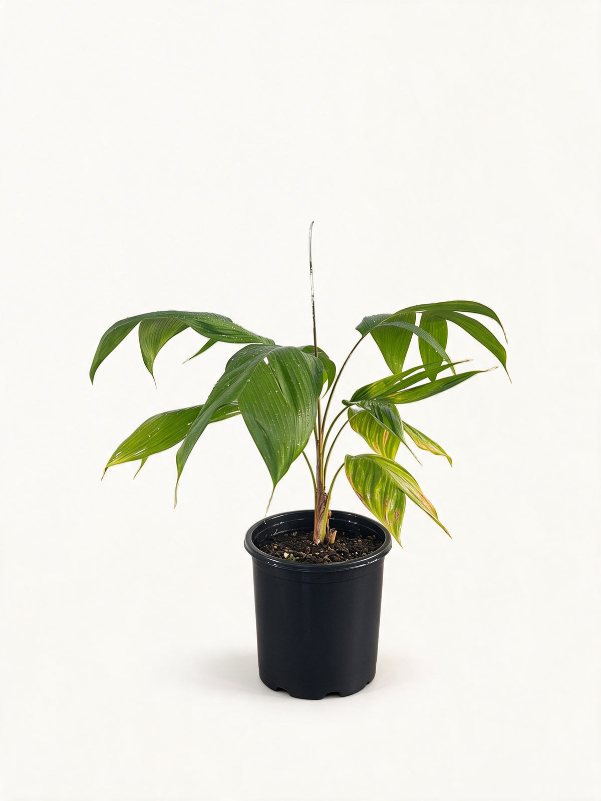 Chrysalidocarpus malcomberi