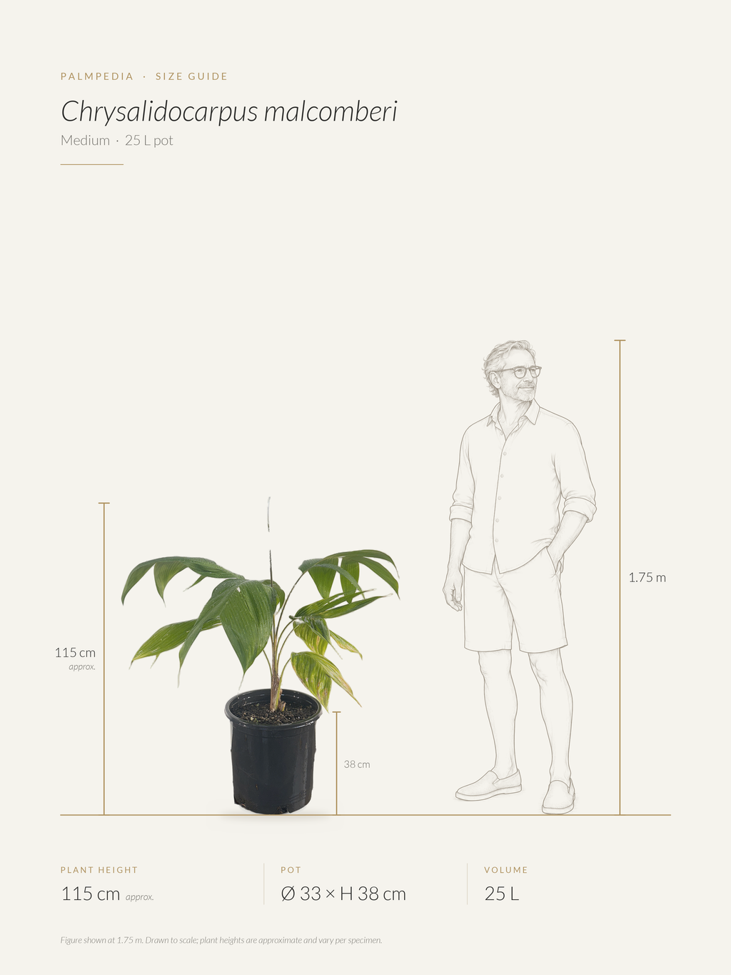Chrysalidocarpus malcomberi – size guide